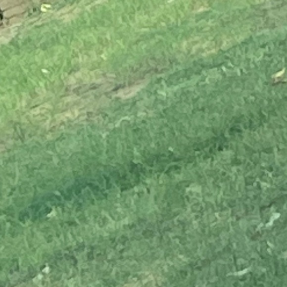 Meet your Posher, Brayleigh - Picture 1 of 1